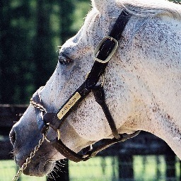 mejiroline's profile picture. 馬が好きで血統マニアです。競馬は好きな馬を掛けたりしています。馬とスポーツ好きな方と交流したいです。本業は小さな会社を経営しており飲食店の集客が得意です。楽しくツイッターをやりたいと思います。よろしくお願いします（*^^*）