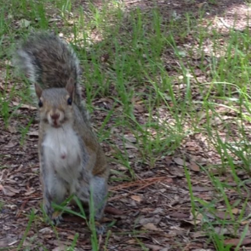 We live outside an office bldg near UCF! (our humans moved)  We enjoy Nutter Butters & are new Knights fans.