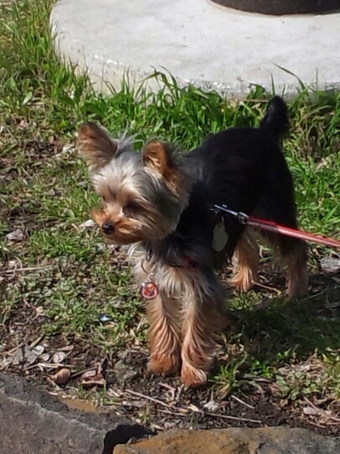 noah0727ice's profile picture. 