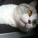 Iris Mo - @IrismoxiMo - Twitter