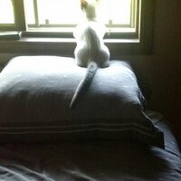 Anita Linington (@anitarc) 's Twitter Profile