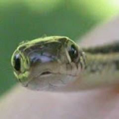 single snake father, hater