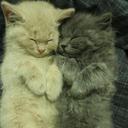 Aaron Sheats - @Qviper - Twitter