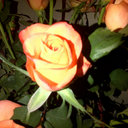 Diana Oliver - @DinkyOliver - Twitter