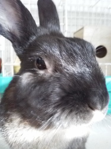 アイコンは 2016.08.28に月兎🌜🐰となり、お月様在住の hana吉🐰(14)　😌👟🌳🌲🌿🍃