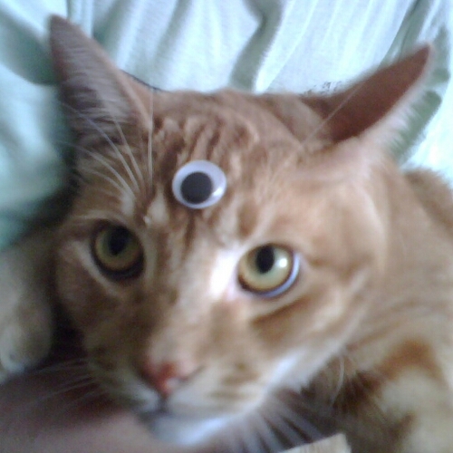 SumoYobo's profile picture. spam-lovin, rice-eatin, half-jap/quartah-yobo/chinky-waiian redneck