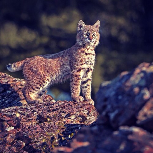 jackxu12's profile picture. 