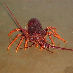 Live Lobster Exporters and Fresh Seafood Outlet