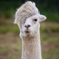 Llama King (@lovedbyllamas) 's Twitter Profile Photo Llama King (@lovedbyllamas) 's Twitter Profile Photo