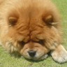 LilaTaro's profile picture. 支那朝鮮からの輸入品は不買。
幼少期住んでた場所の近隣で、頻繁に時限発火装置でライトバン等を爆破されてたこともあり、過激派の類には嫌悪感しかない。
プロフィール画像は昔飼ってた愛犬です。47原産ではありますが、主人に忠実ないい犬でした。