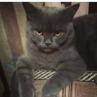 Кузя (@dintex) 's Twitter Profile