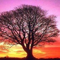 nevbahar Ankara (@ecciya) Twitter profile photo