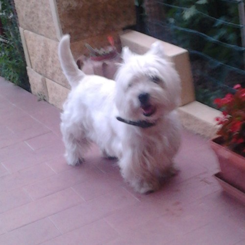 perretti_d's profile picture. 