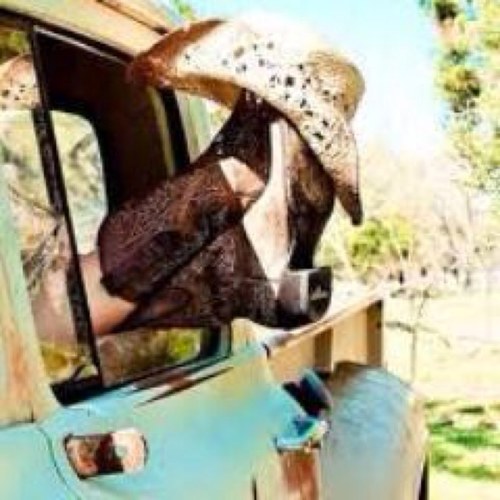 New on twitter. country girl & proud of it. Follow me, i follow back! (: