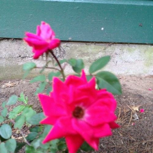 sbrucru's profile picture. 