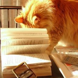 Amestir's profile picture. Book reader & reviewer; married, happy multi-cat owner & cat rescuer; former prosecutor now 'retired' on disability
