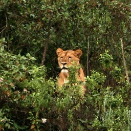 World's first film about jungle lions in Ethiopia! Help protect them by raising global awareness about this new discovery of cats.