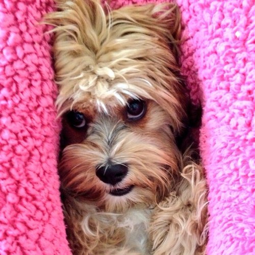 PoolPup's profile picture. Hello, my name is Lilly! Im a lasalier who loves to swim, play, and sleep! Follow me, and enjoy pictured of me being a fun lovin pup!!