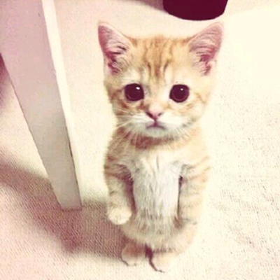 Minou Chat Marymantovani1 Twitter