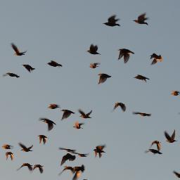 Marsalaii's profile picture. ...el diumenge tot s'ho menja