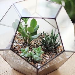 Geometric terrariums, handmade in Cape Town, available online.
