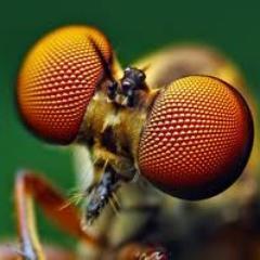 A look at the BART negotiations through the compound eyes of a common house fly.