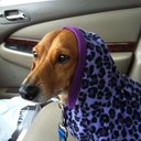 Diane Doll  - @Diane3655 - Twitter