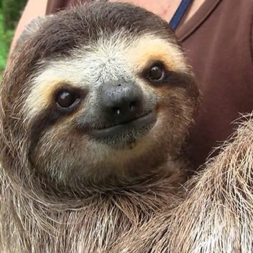The Singing Sloth.