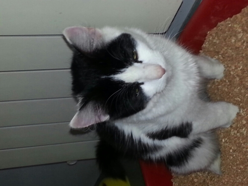 Anguianejo's profile picture. 