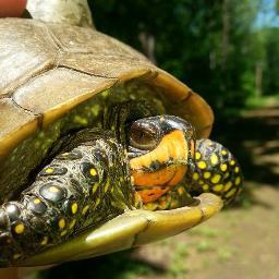 St. Louis Box Turtle Project