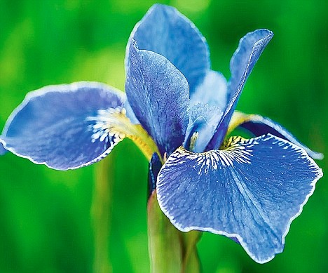 IrisEbookDesign's profile picture. I create e-book covers, format type and proofread your copy. Contact me for prices and samples. Thank you.