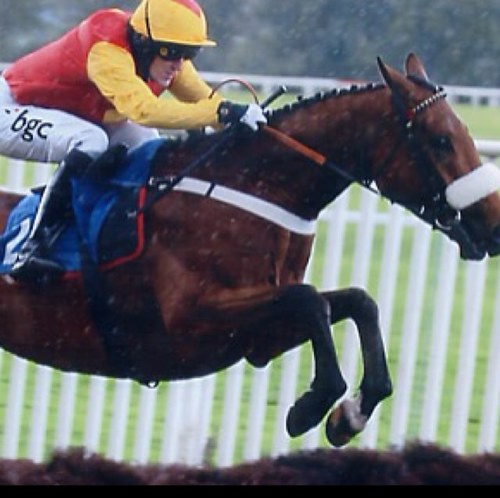 SandicroftStud's profile picture. .