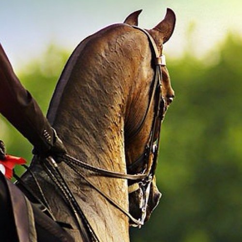 saddle_seat's profile picture. ✌I've got big plans to be a world champ someday. See you after my victory pass✌