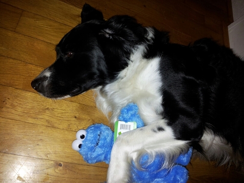 I´m a mix Border Collie/Stabyhoun