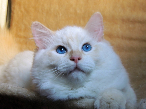Shiba Del Campodistelle - Starfield Ragdolls