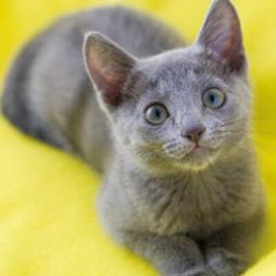 灰色の猫 Dollycat Twitter