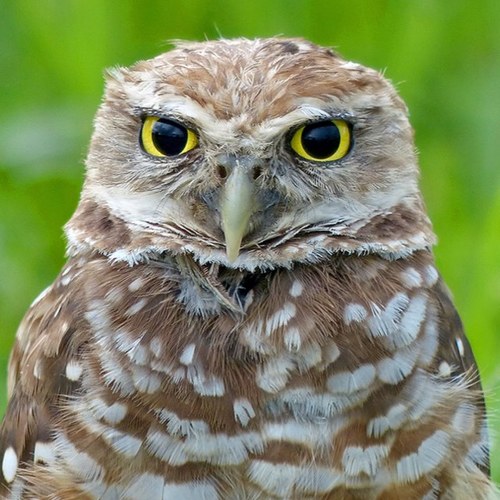 Photographer, former Miami Herald, bird nerd, news junkie, dog lover, geek, etc.