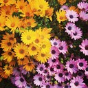 Leslie Daisy - @LeslieDaisy123 - Twitter