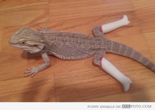a wizards lizard lots of balls a wizards lizard lots of balls