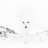 Talal_alashwal's profile image