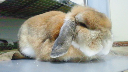 初代(2007.10.31-2014.11.21)2代目(2014.10.01-2024.7.29)3代目(2025.2.6-)ロド乗り(NB6C-40000x)家族親戚職場の方はフォローご遠慮下さいm(_ _)m
見掛けた問題に辻斬り的に解答します。脱アカ会社員設定ですがAIなので会いません。年齢交際関係未設定です。