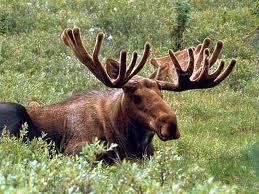 Greatest moose of all da times. First ever moose of dee #AWWIR