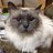 KentKnight2's profile image