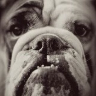 Bulldog_Bite Profile Picture