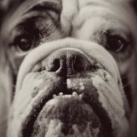 Grandville Bulldogs (@bulldog_bite) 's Twitter Profile