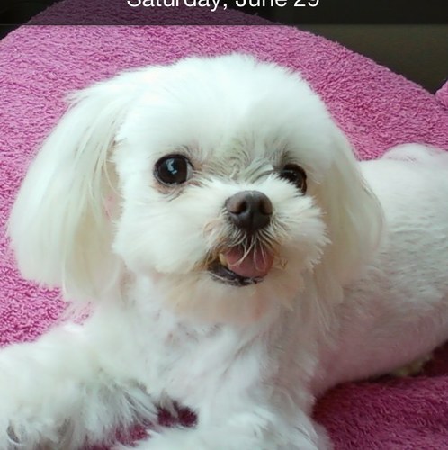 newmaltese's profile picture. 