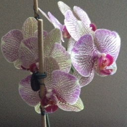 AbbyDubbi's profile picture. 