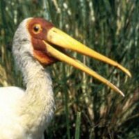 Daniel Gruss (@lavados) 's Twitter Profile Photo Daniel Gruss (@lavados) 's Twitter Profile Photo