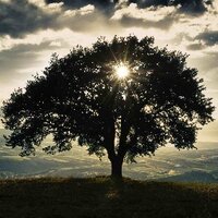 Bodhi Films (@bodhifilm) 's Twitter Profile