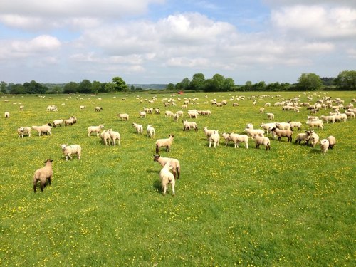 We are a passionate family farming business, headed by Father Philip and Me, in the south west. Farming Dairy, Beef, and Sheep, with a little arable.